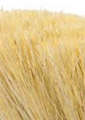 Rubbermaid Tampico Bristle Qualities