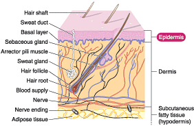 Facts About The Skin - Epidermis